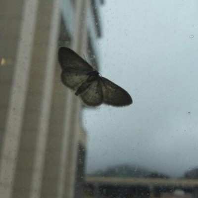 کانال روبیکا دلنوشته. بیو