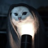 کانال روبیکا گربه |CAT