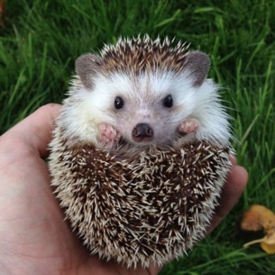 کانال روبیکا زمین و زندگی